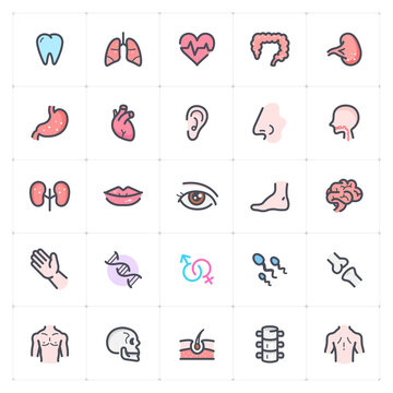 Icon set - Human Anatomy outline stroke with color vector illustration on white background