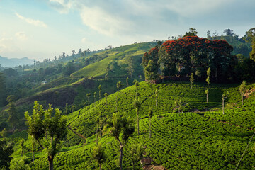  Landscape of tea plantation in Sri Lanka