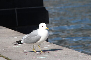 Seagull walking near the river in Stockholm
