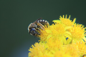 bee on yellow flower, senecio maritimus