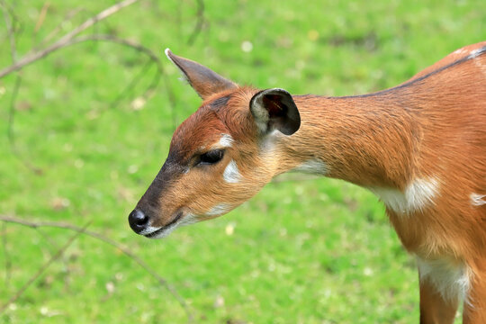 WROCLAW, POLAND - JUNE 09, 2020: The sitatunga or marshbuck is a swamp-dwelling antelope. The Wroclaw Zoological Garden is the oldest and most visited zoo in Poland (and the fifth in Europe).