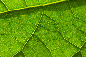 Obraz na płótnie Canvas Macro photo of a green leaf close-up texture.