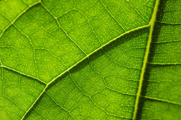 Macro photo of a green leaf close-up texture. - 358583346