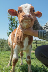 Young bull tied with an iron chain in rural landscape on the background.