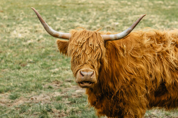 Close up of highland cattle in field.Highland Cow in a pasture looking at the camera.Hairy yak in the Czech mountains enjoys sunny day.Horned red-haired bull in a meadow.