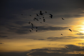 Plakat birds in the sky