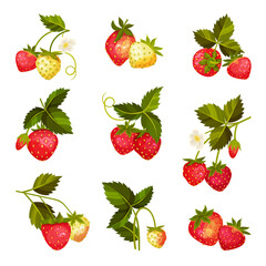 Strawberry Branches with Hanging Whole Red Berries Vector Set
