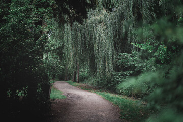 Fototapeta premium Empty park path surrounded by green trees and plants