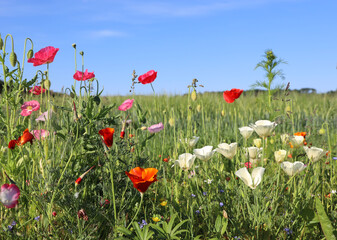 Fototapeta premium Beautiful wild flowers on the roadside. A sunny morning in Denmark 