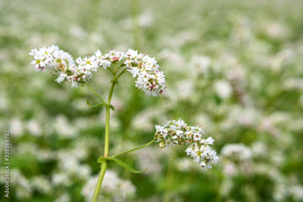 Wall mural buckwheat flowers white field closeup