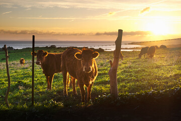 Herd of fluffy cattle pasturing in green grassland near seashore during amazing sundown in Iceland