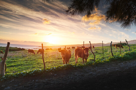 Herd of fluffy cattle pasturing in green grassland near seashore during amazing sundown in Iceland