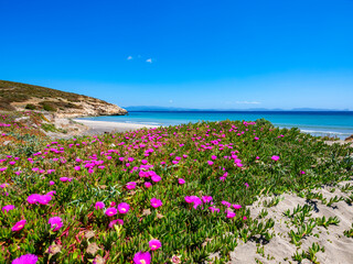 Coaquaddus beach in spring - Sardinia