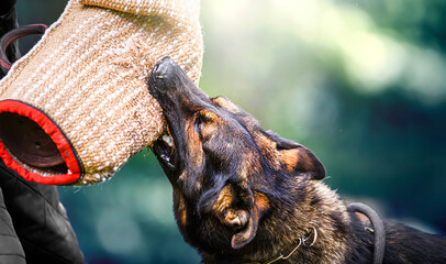 Dog training on the playground in the forest. German shepherd aggressive dog train obedience