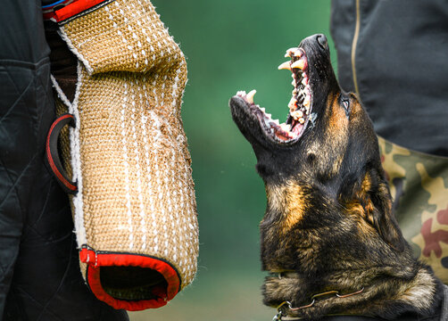 Dog training on the playground in the forest. German shepherd aggressive dog train obedience