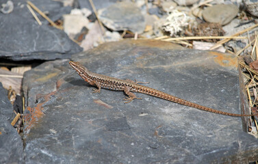Common wall lizard (Podarcis miuralis) is a species of lizard with a large distribution in Europe. A specimen of the Cantabrian range, Spain