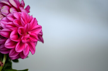 pink beautiful flower in summer