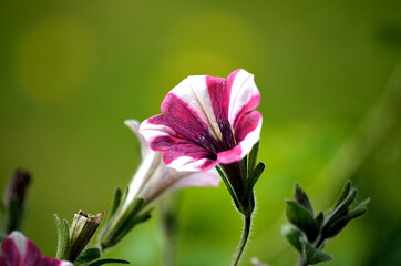 beautiful flower with pink and white stripes in summer