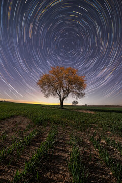 Picturesque scenery of tall tree located on green field on background of star trails at long exposure