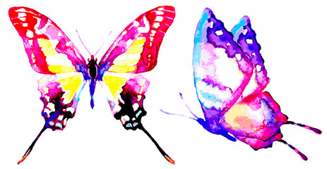 butterfly668
