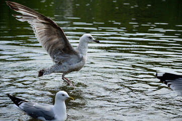 seagull and birds feeding in pond