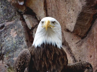 American bald eagle with a hurt wing