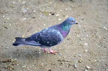 colourful pidgeon on pond shore close up