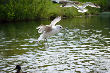 ducks and seagulls in summer looking for food