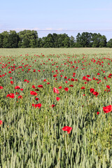 Red poppy seed flower field 