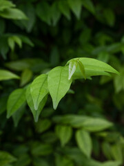 Sprout round leaf texture background with copy space provided.