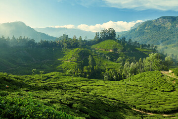 Tea plantation in Munnar, Kerala, India