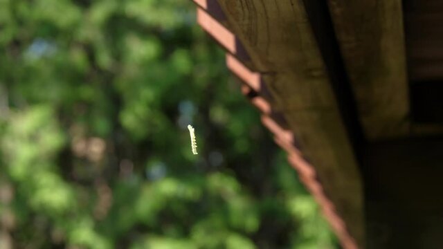 Small Yellow Caterpillar Climbing up Silk Line to Wood - Insect Outdoors on Sunny Summer Day