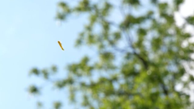 Small Yellow Caterpillar Climbing Up Silk Line - Insect Outdoors on Sunny Summer Day