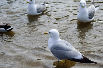 seagull flock in summer pond close up