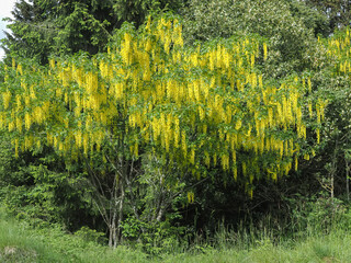 Flowers of golden chain (Laburnum anagyroides) on springtime - obrazy, fototapety, plakaty