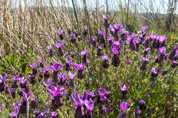 Obraz premium Beautiful Mediterranean pink flowers of Topped Lavender (Lavandula stoechas)