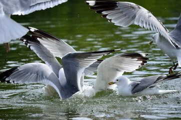 seagull flock fighting for food in water
