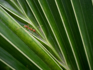Closeup red ant on a green leaf. 