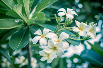 Obraz na płótnie Canvas plumeria flower on the tree by blur and green leaves background.
