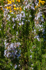 Obraz premium Beautiful Mediterranean purple wild flowers of the aromatic Rosemary (Salvia rosmarinus)
