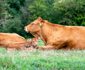 cow and calf Limousin in a field