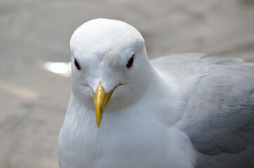beautiful white seagull close up head photo