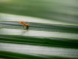 Closeup red ant on a green leaf. 