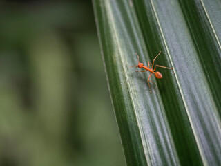 Closeup red ant on a green leaf. 