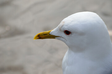 beautiful white seagull close up head photo