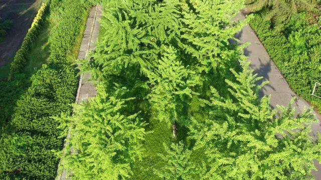 A grove of young green trees ginkgo Biloba in the Summer park. Orbitting Aerial Drone Shot. Several medicinal Chinese plants of Ginkgo Biloba.