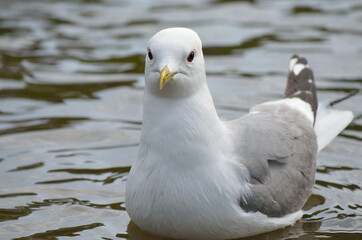 seagull relaxing in summer pond