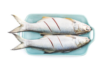Fourfinger threadfin  fish isolated on white background, Eleutheronema tetradactylum