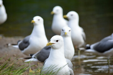 seagulls in summer pond close up