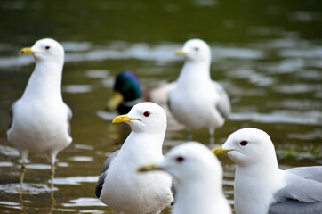 seagulls in summer pond close up
